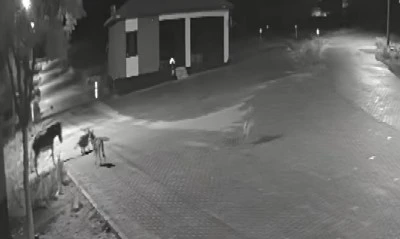 Aç kalan kurtlar mahalleye inip eşeğe saldırdı