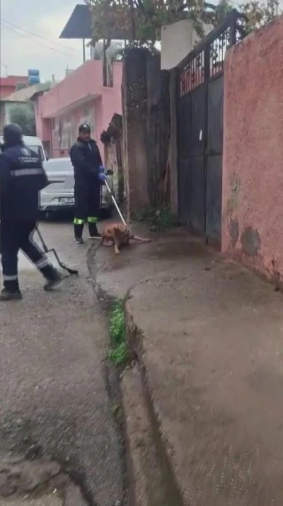 Adana'da başıboş sokak köpekleri toplanıyor