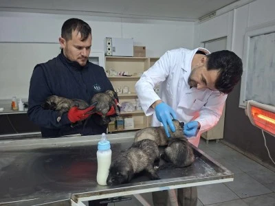 Alevlerin İ&ccedil;inden Umut Doğdu: Kilis&rsquo;te 6 Yavru Can Hayata Tutundu
