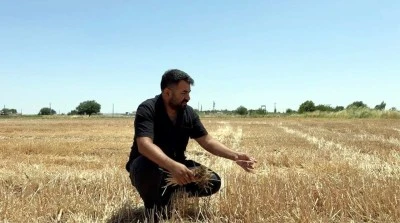 Anız yakmak, toprağın verimini düşürüyor