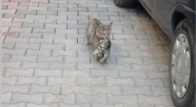 Anne Kedi bir günde bir milyon izlendi