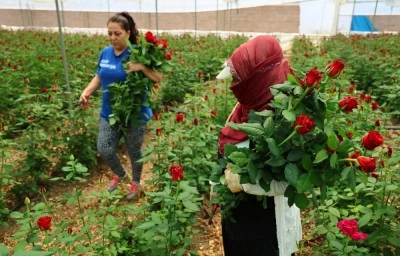 Anneler Günü öncesi gülde dikkat çeken fiyat marjı: Bahçede 5, çiçek sitelerinde 80-100 TL