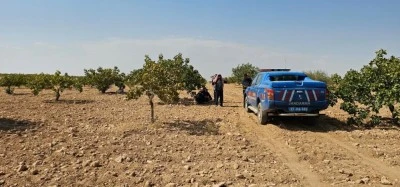 Antep fıstığı hasadı yaparken hayatını kaybetti