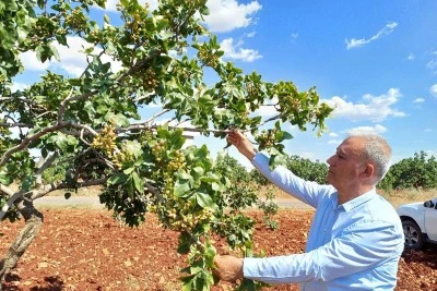 Antep fıstığında rekolte ne durumda
