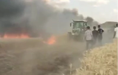 Arpa ekili 50 dönümlük alan küle döndü