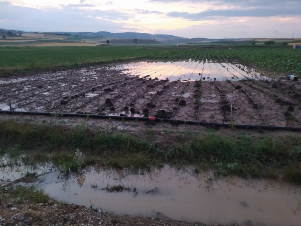 Ata tohumu ile ekilen patlıcan tarlaları sular altında kaldı
