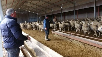 Babasıyla Tartıştı, Vadeli Koyunla Kendi S&uuml;r&uuml;s&uuml;n&uuml; Kurdu