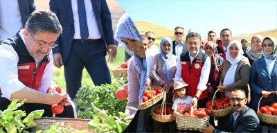 Bakan Yumaklı, domates hasadına katıldı