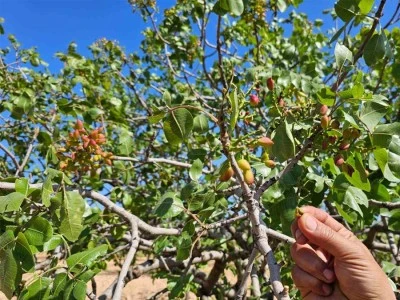 Baklavalık ve çerezlik fıstığı ’yok yılı’nda bir de dolu vurdu