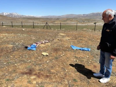 Başıboş köpeklerin saldırdığı yaşlı adam hayatını kaybetti