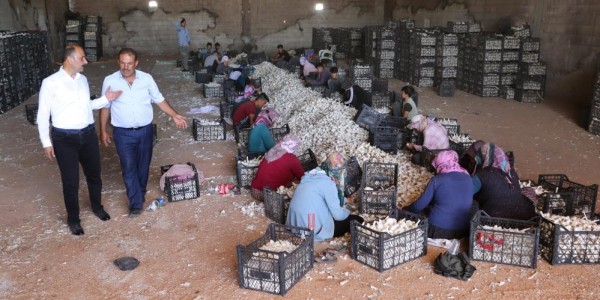 BAŞKAN DOĞRU'DAN SARIMSAK ÜRETİCİLERİNE UYARI