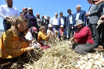  BAŞKAN ŞAHİN, ARABAN FİRİK VE SARIMSAK FESTİVALİ’NDE ÇİFTÇİLERLE HASAT YAPTI