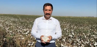 Beyaz altında hasat başladı; 140 bin ton rekolte bekleniyor