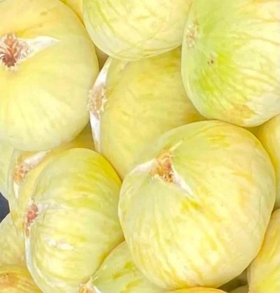 Beyaz incir hasadı başladı