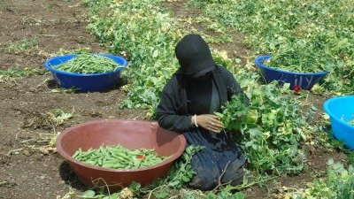 Bezelye hasadına başlandı