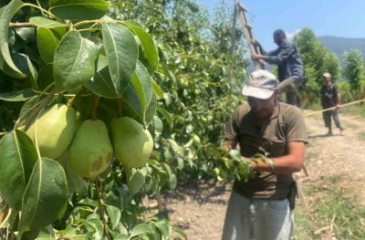 Binlerce meyveyi koparıp yere atıyorlar
