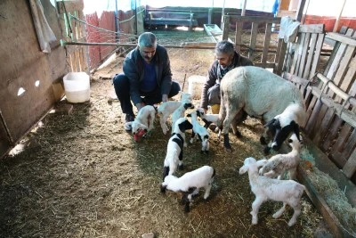 Bir Koyun 9 Yavru Birden Doğurdu
