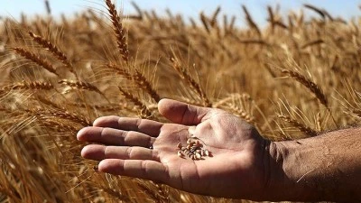 Bitki ıslahı, kuraklık, hastalıklar ve zararlılara karşı kalkan oluyor
