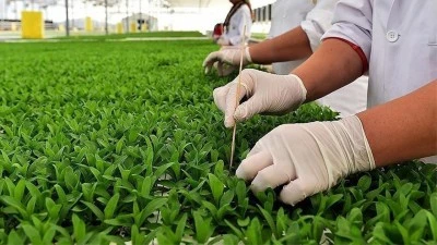 Bitkisel üretimde 2025-2027'de yapılacak yeni desteklemelerin detayları belli oldu