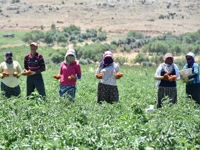 Bitkisel üretimin bir önceki yıla göre azalacağı tahmin ediliyor