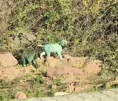 Boyalı köpekler merak uyandırdı