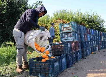 Budama işçilerine günlük 750 lira yevmiye