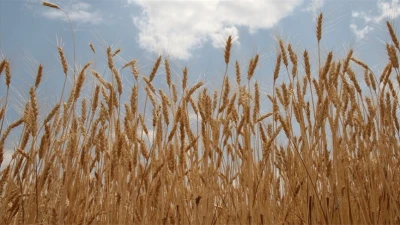 Buğdayda Alarm: Ortadoğu Krizi Gıda Fiyatlarını Tırmandırıyor
