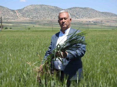 Buğdaydan 100 bin ton rekolte bekleniyor
