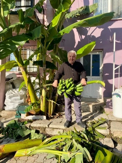 Buldan’da 700 rakımda muz yetiştirdi: “İmkansızı başardım”