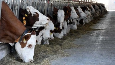 Büyükbaş hayvan sayısı 17 milyon 189 bin baş oldu