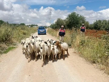Çalındığını zannettiği hayvanlarını jandarma buldu 