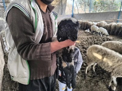 &Ccedil;ift başlı doğan kuzu yaşama tutundu