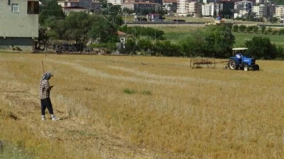 Çiftçiler, yılın ilk mahsulü olan mercimek hasadına başladı