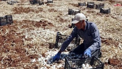 Çiftçiler yüksek rekolteden memnun