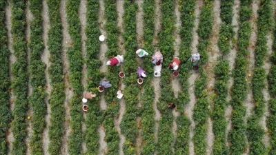 Çiftçilere yaklaşık 3,1 milyar lira destek ödemesi bugün yapılacak