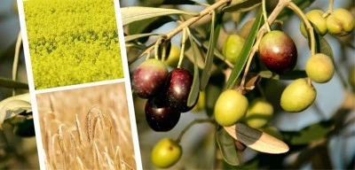 Çiftçilere yaklaşık 827 milyon liralık tarımsal destekleme ödemesi yapılacak