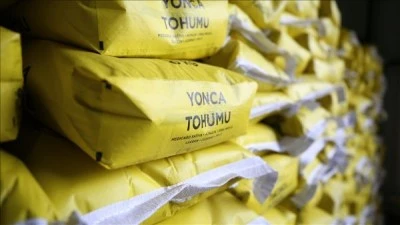 Çiftçilere yüzde 70 hibeyle mısır ve yonca tohumu dağıtıldı