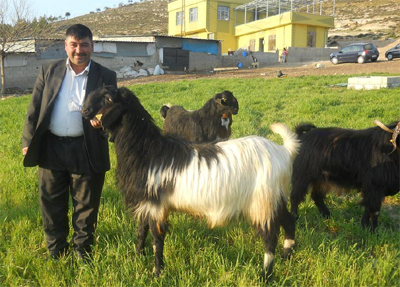 ANAÇ KOYUN VE KEÇİ ÖDEMESİ MART AYINDA YAPILACAK
