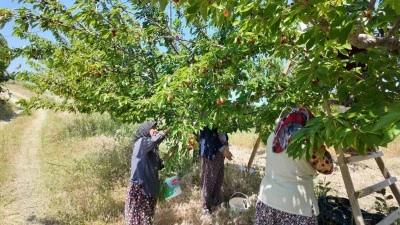 Coğrafi işaretli kiraz ihraç ediliyor