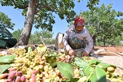 Davul zurnalı fıstık hasadı