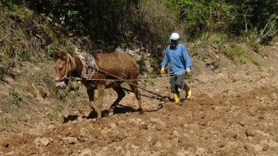 Dededen kalma yöntemlerle imece usulü pirinç ekimi