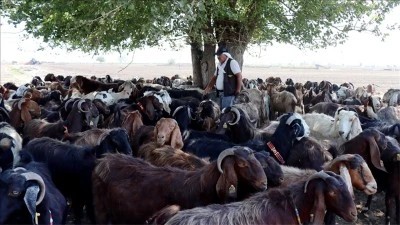 Depremde hayvanları telef oldu; devlet desteğiyle sürüsünü büyüttü