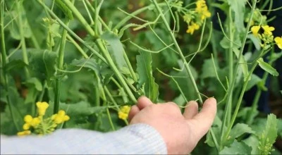 Devlet Destekli Kanola &Uuml;retimi &Ccedil;ift&ccedil;inin Y&uuml;z&uuml;n&uuml; G&uuml;ld&uuml;rd&uuml;
