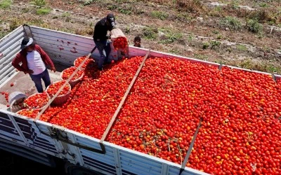 Domatesin tarladaki fiyatı şaşırttı