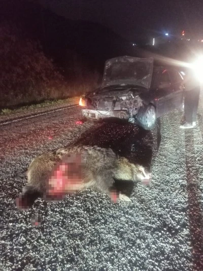 Domuza çarpan otomobil hurdaya döndü: 1 yaralı