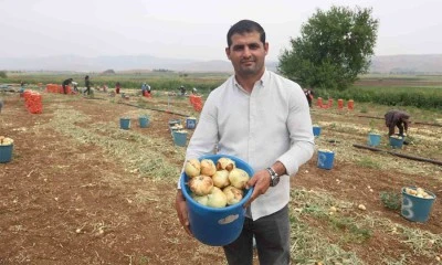 Don ve kuraklığın rekolteyi etkilemediği soğan, tarladan 8 TL’den alıcı buluyor