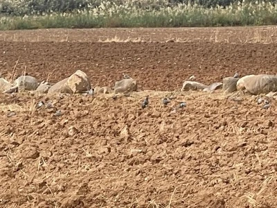 Elbeyli’de Kuraklık Nedeniyle Tarlalara Güvercin Akını