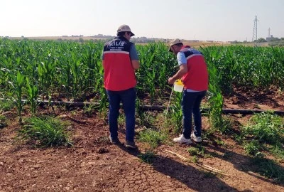 Elbeyli'de Mısır Tarlalarına Feromon Tuzakları Kuruldu 