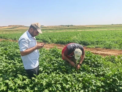 Elbeyli’de Pamuk Tarlalarında Hastalık ve Zararlı Denetimi