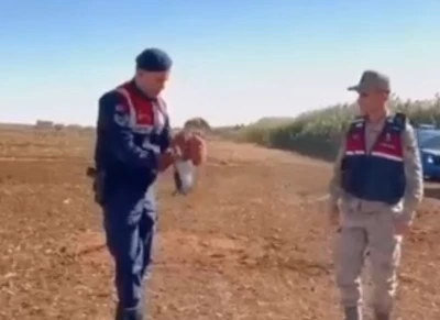 Elbeyli’de yaralı Kızıl Şahin korumaya alındı